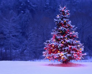 Illuminated Christmas Tree Outdoors